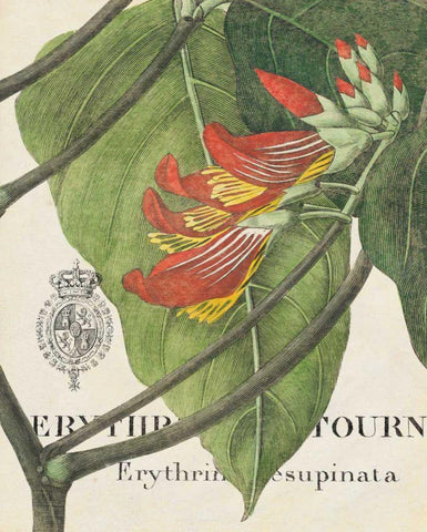 Botanique Tropicale I Black Ornate Wood Framed Art Print with Double Matting by Wild Apple Portfolio