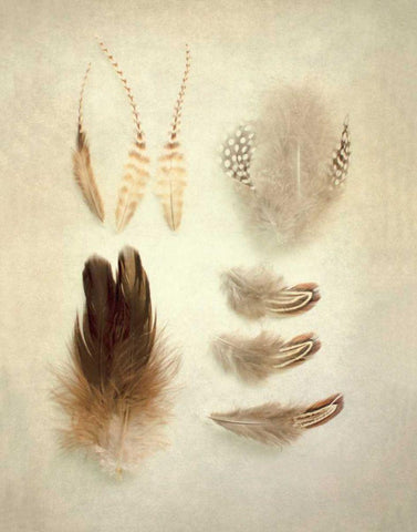 Feathers II Black Ornate Wood Framed Art Print with Double Matting by Urquhart, Elizabeth