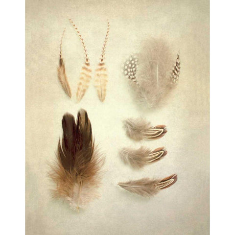 Feathers II Black Modern Wood Framed Art Print with Double Matting by Urquhart, Elizabeth