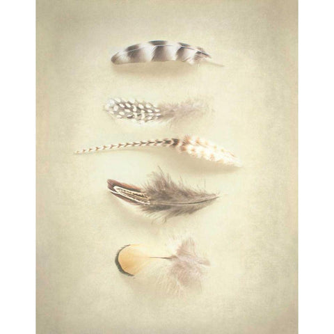 Feathers III Gold Ornate Wood Framed Art Print with Double Matting by Urquhart, Elizabeth