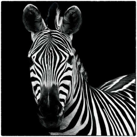 Zebra II Square Black Modern Wood Framed Art Print by Van Swearingen, Debra