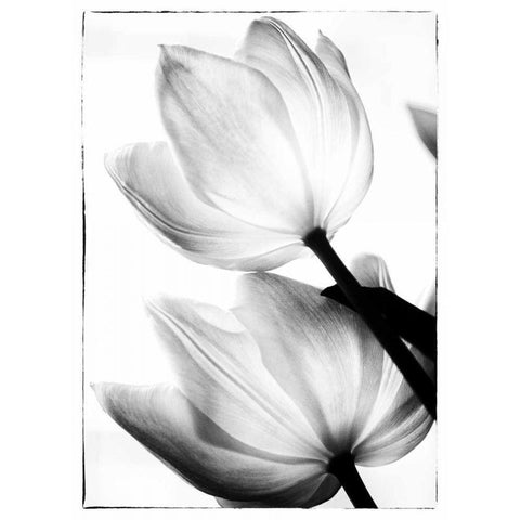 Translucent Tulips II Gold Ornate Wood Framed Art Print with Double Matting by Van Swearingen, Debra