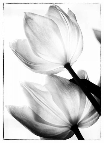 Translucent Tulips II Black Ornate Wood Framed Art Print with Double Matting by Van Swearingen, Debra