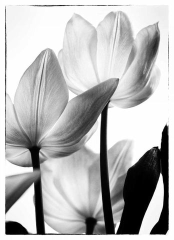 Translucent Tulips III Black Ornate Wood Framed Art Print with Double Matting by Van Swearingen, Debra