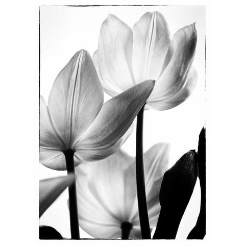 Translucent Tulips III Black Modern Wood Framed Art Print with Double Matting by Van Swearingen, Debra