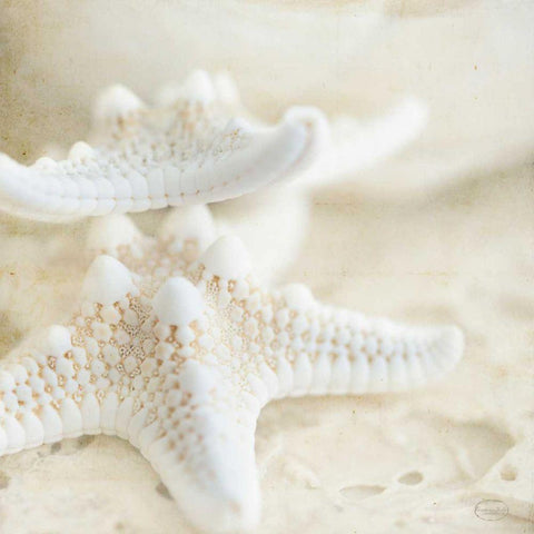 Seashore Stars White Modern Wood Framed Art Print with Double Matting by Studio, Brookview