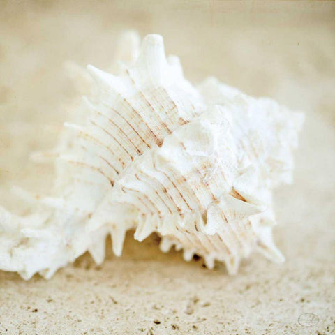 Seashore Shells II Black Ornate Wood Framed Art Print with Double Matting by Studio, Brookview