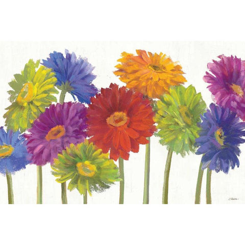 Colorful Gerbera Daisies White Modern Wood Framed Art Print by Rowan, Carol