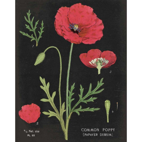 Poppy Chart Gold Ornate Wood Framed Art Print with Double Matting by Schlabach, Sue