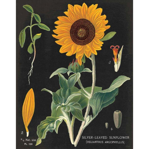 Sunflower Chart Black Modern Wood Framed Art Print with Double Matting by Schlabach, Sue