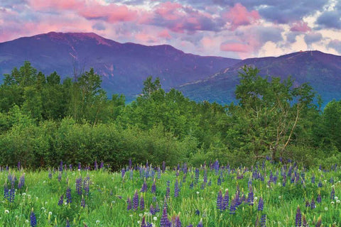 Layer Cake Black Ornate Wood Framed Art Print with Double Matting by Gendreau, Katherine