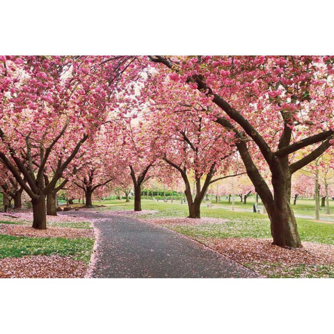 Cherry Parade Black Modern Wood Framed Art Print by Gendreau, Katherine