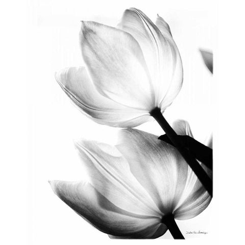 Translucent Tulips II no border Gold Ornate Wood Framed Art Print with Double Matting by Van Swearingen, Debra