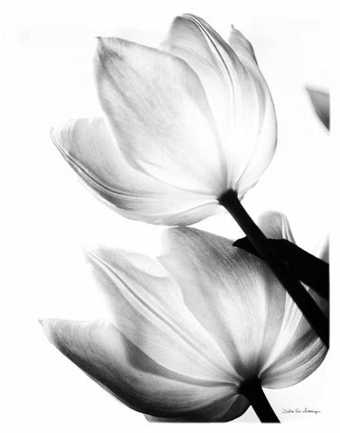Translucent Tulips II no border Black Ornate Wood Framed Art Print with Double Matting by Van Swearingen, Debra