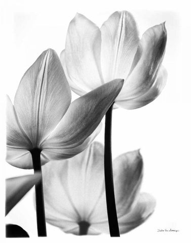 Translucent Tulips III no border White Modern Wood Framed Art Print with Double Matting by Van Swearingen, Debra