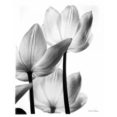 Translucent Tulips III no border Black Modern Wood Framed Art Print by Van Swearingen, Debra