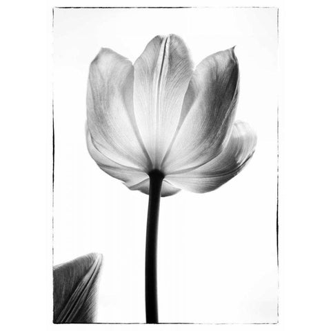 Translucent Tulips I Black Modern Wood Framed Art Print with Double Matting by Van Swearingen, Debra