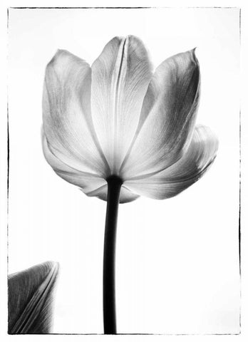 Translucent Tulips I White Modern Wood Framed Art Print with Double Matting by Van Swearingen, Debra
