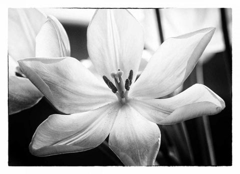 Translucent Tulips IV Black Ornate Wood Framed Art Print with Double Matting by Van Swearingen, Debra