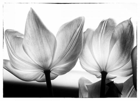 Translucent Tulips V Black Ornate Wood Framed Art Print with Double Matting by Van Swearingen, Debra