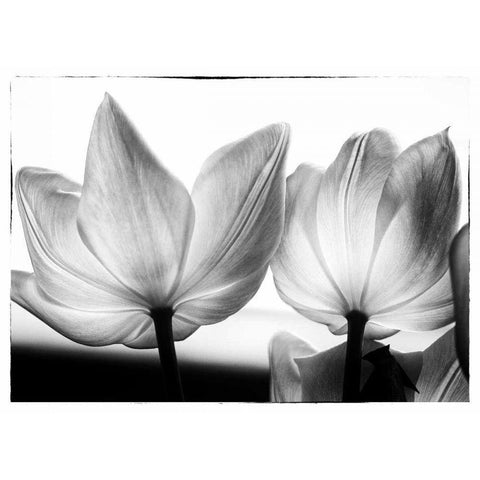 Translucent Tulips V White Modern Wood Framed Art Print by Van Swearingen, Debra