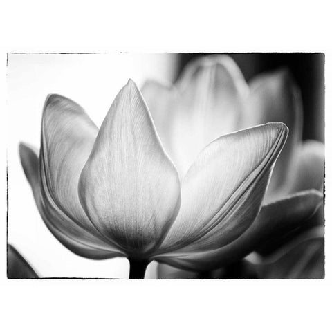 Translucent Tulips VI White Modern Wood Framed Art Print by Van Swearingen, Debra