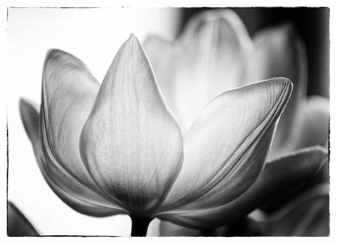 Translucent Tulips VI White Modern Wood Framed Art Print with Double Matting by Van Swearingen, Debra