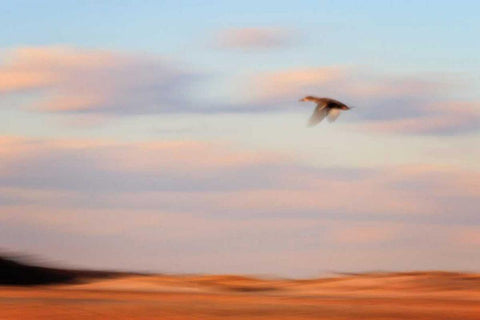 Flight White Modern Wood Framed Art Print with Double Matting by Gendreau, Katherine