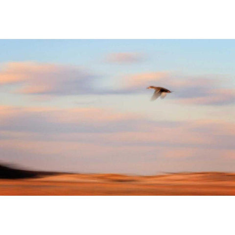 Flight White Modern Wood Framed Art Print by Gendreau, Katherine