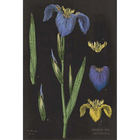 Iris Chart Black Modern Wood Framed Art Print with Double Matting by Schlabach, Sue