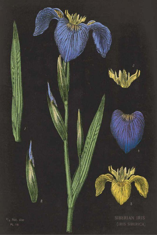 Image Only