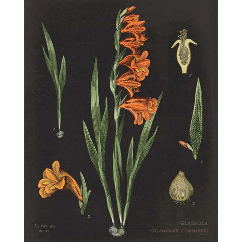 Gladiola Chart Crop Black Modern Wood Framed Art Print with Double Matting by Schlabach, Sue