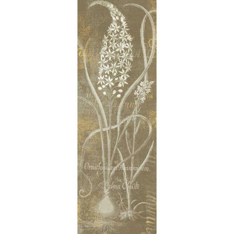 Flower Lines III White Modern Wood Framed Art Print by Schlabach, Sue