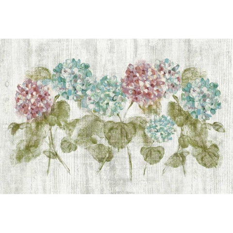 Vibrant Row of Hydrangea on Wood Black Modern Wood Framed Art Print with Double Matting by Blum, Cheri