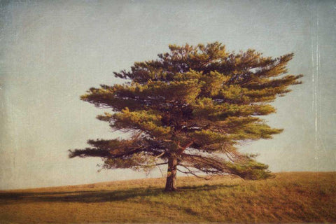 Windward Tree White Modern Wood Framed Art Print with Double Matting by Gendreau, Katherine