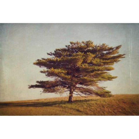 Windward Tree Black Modern Wood Framed Art Print by Gendreau, Katherine