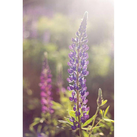 Lupine Flare White Modern Wood Framed Art Print by Gendreau, Katherine