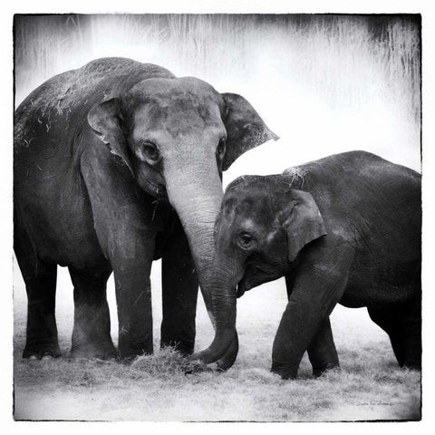 Elephant III Black Modern Wood Framed Art Print with Double Matting by Van Swearingen, Debra