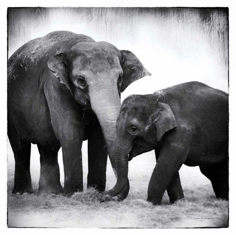 Elephant III White Modern Wood Framed Art Print with Double Matting by Van Swearingen, Debra