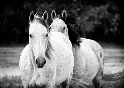 Two Wild Horses BW White Modern Wood Framed Art Print with Double Matting by Van Swearingen, Debra