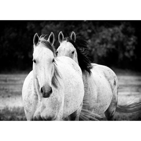 Two Wild Horses BW Black Modern Wood Framed Art Print with Double Matting by Van Swearingen, Debra