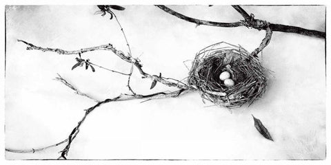 Nest and Branch II Black Ornate Wood Framed Art Print with Double Matting by Van Swearingen, Debra