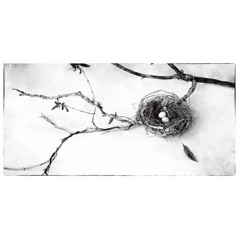 Nest and Branch II Black Modern Wood Framed Art Print by Van Swearingen, Debra