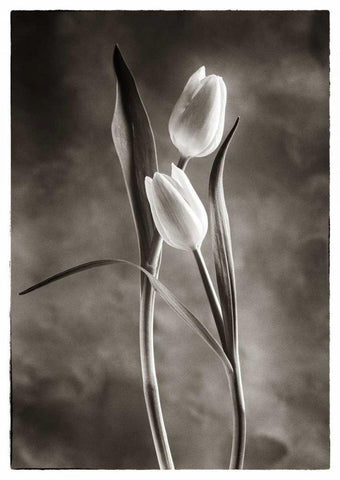 TwoTone Tulips VI White Modern Wood Framed Art Print with Double Matting by Van Swearingen, Debra