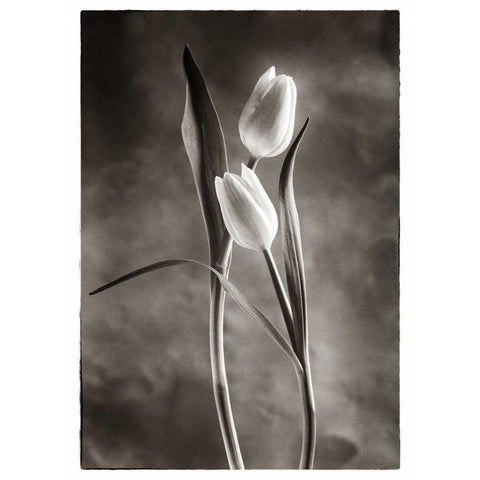 TwoTone Tulips VI Black Modern Wood Framed Art Print by Van Swearingen, Debra