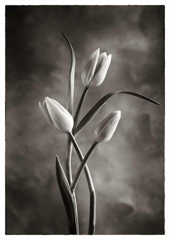 TwoTone Tulips VII White Modern Wood Framed Art Print with Double Matting by Van Swearingen, Debra