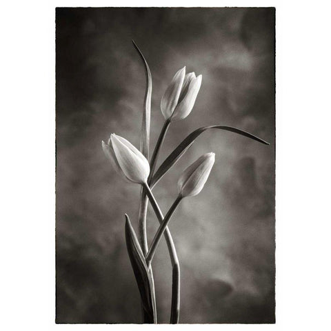 TwoTone Tulips VII Gold Ornate Wood Framed Art Print with Double Matting by Van Swearingen, Debra