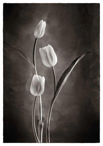 TwoTone Tulips VIII White Modern Wood Framed Art Print with Double Matting by Van Swearingen, Debra