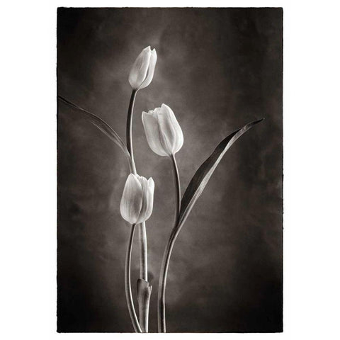 TwoTone Tulips VIII Gold Ornate Wood Framed Art Print with Double Matting by Van Swearingen, Debra