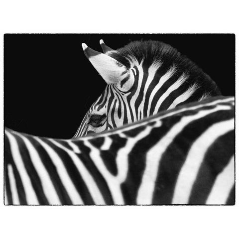 Zebra III Gold Ornate Wood Framed Art Print with Double Matting by Van Swearingen, Debra